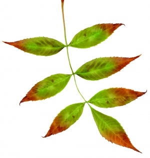 ModernPlant Leaves