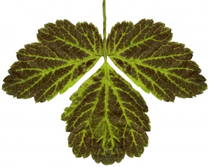 植物树叶-ID:843908079