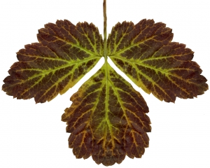 植物树叶-ID:294189574