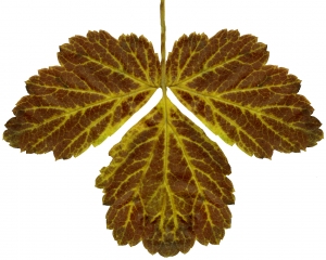植物树叶-ID:105401997