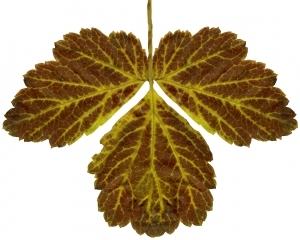ModernPlant Leaves