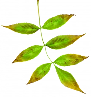 植物树叶-ID:851246129
