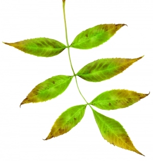 ModernPlant Leaves