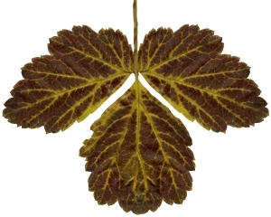 ModernPlant Leaves