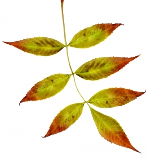 ModernPlant Leaves