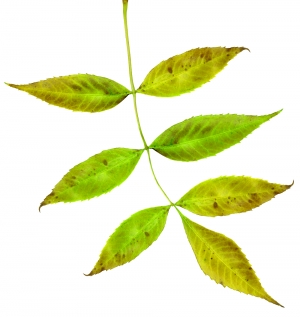 植物树叶-ID:622124915