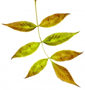 ModernPlant Leaves