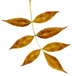 ModernPlant Leaves
