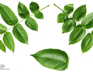 植物树叶-ID:238805067