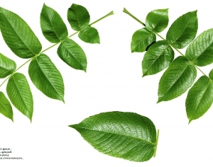 ModernPlant Leaves
