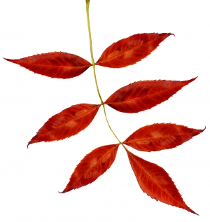 植物树叶-ID:946038961