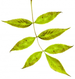 ModernPlant Leaves