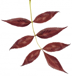 ModernPlant Leaves