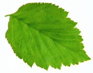 ModernPlant Leaves