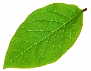 ModernPlant Leaves