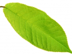 ModernPlant Leaves