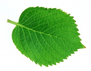 ModernPlant Leaves