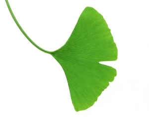 ModernPlant Leaves