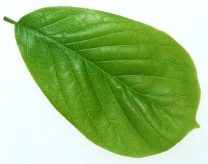 ModernPlant Leaves