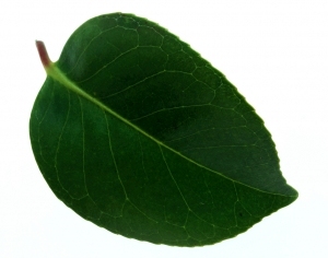 ModernPlant Leaves