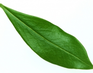 ModernPlant Leaves
