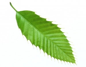 ModernPlant Leaves