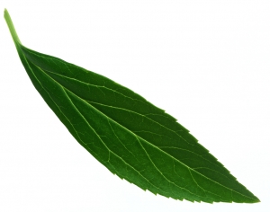 植物树叶-ID:977113965