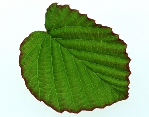 ModernPlant Leaves