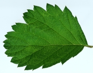 ModernPlant Leaves