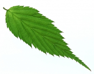 植物树叶-ID:358148105