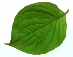 ModernPlant Leaves