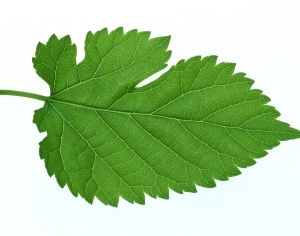 ModernPlant Leaves