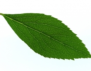 ModernPlant Leaves