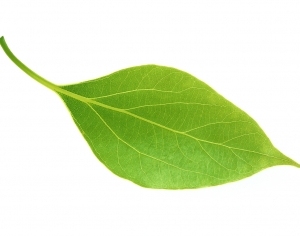ModernPlant Leaves