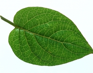 ModernPlant Leaves