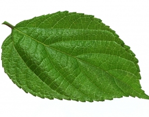 ModernPlant Leaves