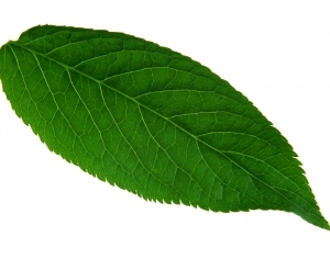 ModernPlant Leaves