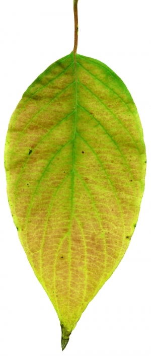 ModernPlant Leaves