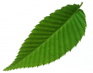 ModernPlant Leaves