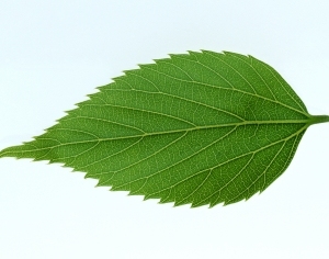 ModernPlant Leaves