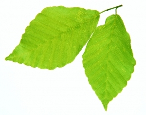 ModernPlant Leaves