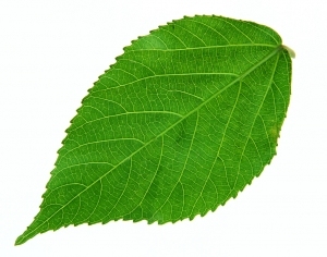 ModernPlant Leaves