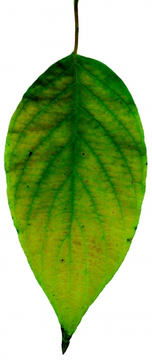 ModernPlant Leaves