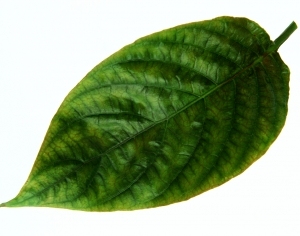 ModernPlant Leaves