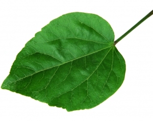 ModernPlant Leaves