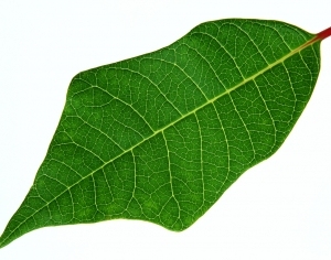ModernPlant Leaves