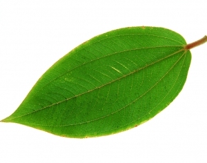 ModernPlant Leaves