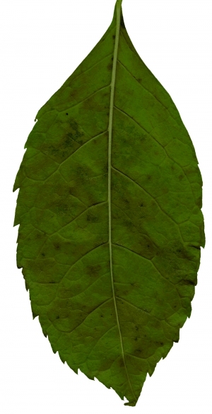 ModernPlant Leaves