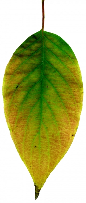 ModernPlant Leaves