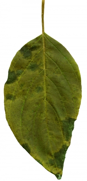ModernPlant Leaves